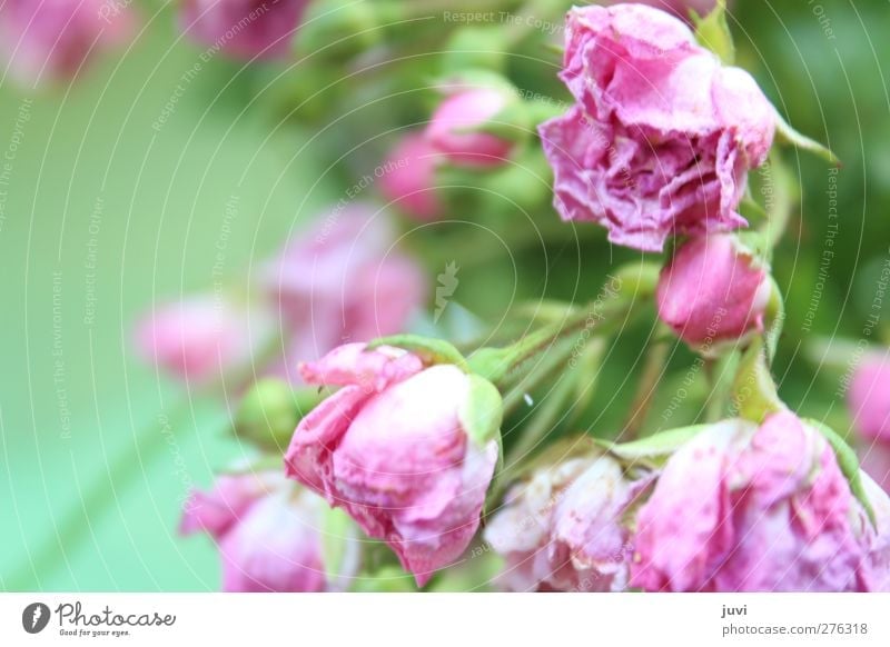 "Rosy." Nature Plant Summer Flower Rose Blossom Wild plant Old Faded To dry up Dry Green Pink Fragrance Dreamily Romance Noble Colour photo Exterior shot Day