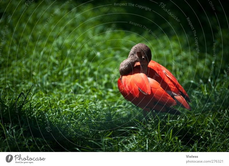 inconspicuous, right? Animal Bird Zoo 1 Cleaning Red Illuminate Duck Colour photo Exterior shot Copy Space left Rear view