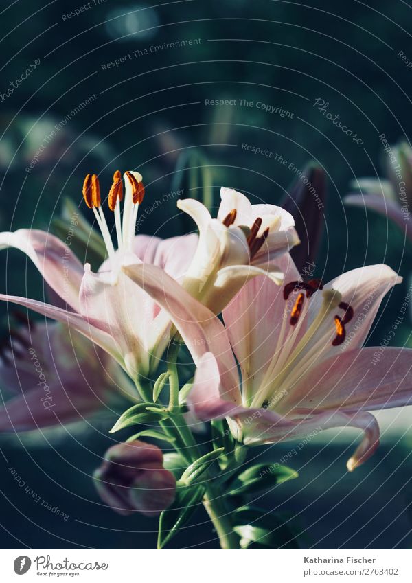 Lilies bouquet of lilies Nature Plant Spring Summer Autumn Winter Leaf Blossom Lily Lily plants Lily blossom Bouquet Blossoming Illuminate Esthetic Fragrance