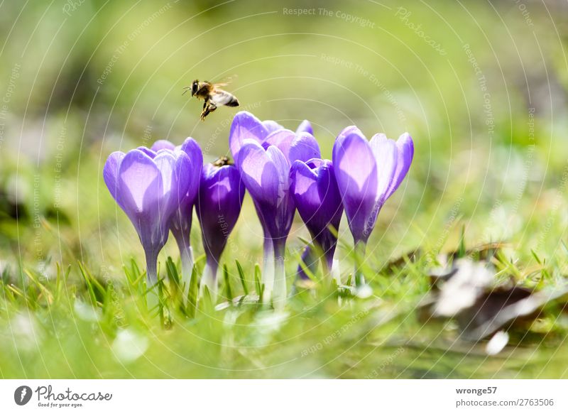 Crocuses with bee Nature Plant Animal Spring Beautiful weather Flower Grass Garden Park Meadow Farm animal Wild animal Bee 1 Flying Near Green Violet