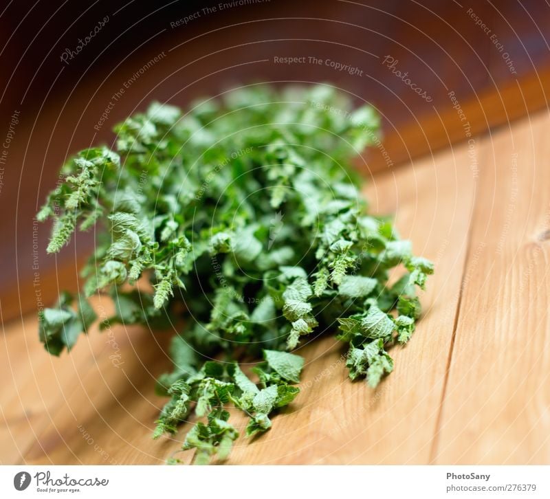fresh mint Nature Bushes Foliage plant Life Herbs and spices Colour photo Exterior shot Deserted Day Sunlight Shallow depth of field Worm's-eye view