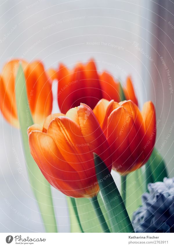 red-orange tulips bouquet of tulips bouquet of flowers Plant Spring Summer Autumn Winter Flower Tulip Leaf Blossom Bouquet Blossoming Illuminate Growth Blue