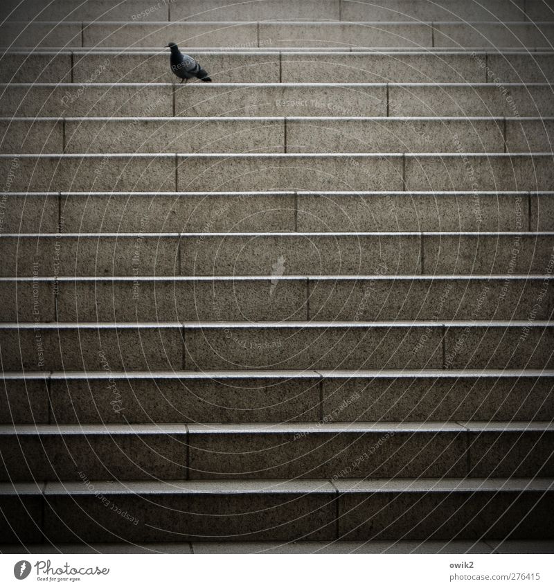Train missed Stairs Train station Animal Bird Pigeon 1 Stone Stand Sadness Wait Loneliness Colour photo Subdued colour Exterior shot Pattern Deserted