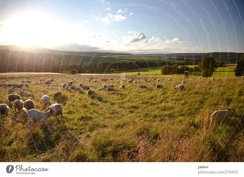 It's a busy hour. Summer Agriculture Forestry Landscape Sky Sunrise Sunset Beautiful weather Field Pasture Animal Farm animal Sheep Flock Goats Group of animals