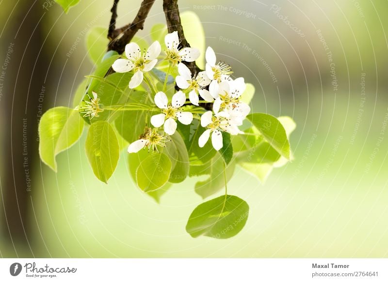 Cherry or Apple Flowers Beautiful Garden Nature Plant Spring Tree Leaf Blossom Blossoming Growth Fresh Bright Natural Soft Green White Beauty Photography