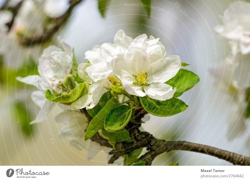 Apple Tree Flowers Beautiful Garden Nature Plant Spring Leaf Blossom Blossoming Fresh Bright Natural Soft Green White Beauty Photography blooming branch Bud