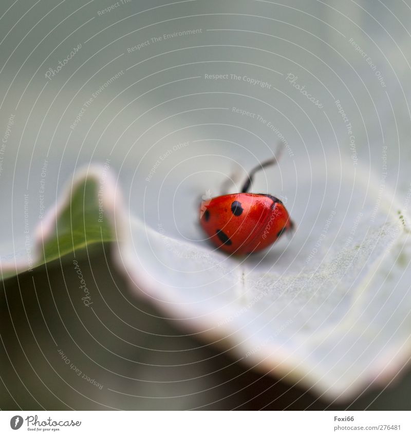 Out of balance Nature Summer Leaf Meadow Wild animal Beetle Wing Ladybird 1 Animal Funny Natural Cute Blue Green Red Enthusiasm Success Love of animals Movement
