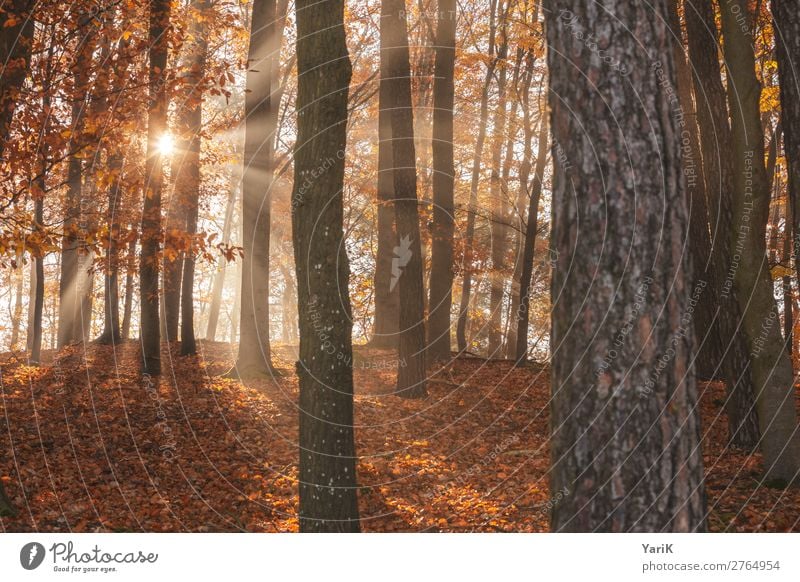 Autumnal_T Nature Landscape Sunlight Beautiful weather Tree Forest Warmth Lighting Bavaria Hiking To go for a walk Exterior shot Branch Twigs and branches Leaf