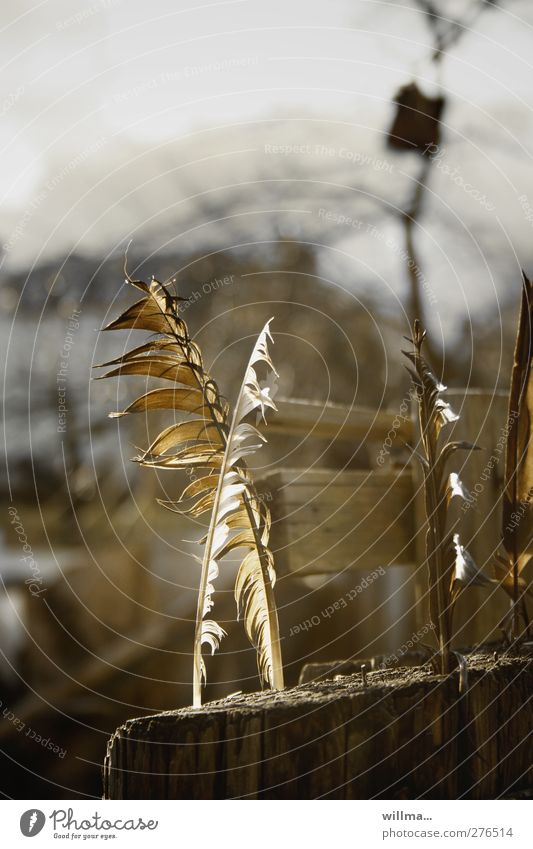 feather blade friendship Bird feathers Feather Fence plumology Mythology Wooden fence Brittle Dream Protection Defensive Magic Crossed Friendship Back-light