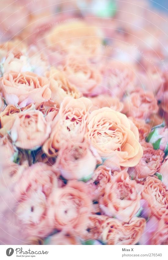 rose Plant Flower Rose Pink Fragrance Blossoming Bouquet Rose blossom Colour photo Close-up Pattern Structures and shapes Deserted