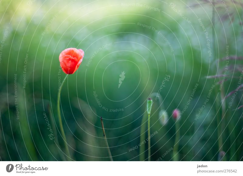 for this day. Environment Plant Drops of water Sunlight Summer Flower Grass Leaf Wild plant Poppy Poppy blossom Field Stand Esthetic Warmth Red Love Sadness