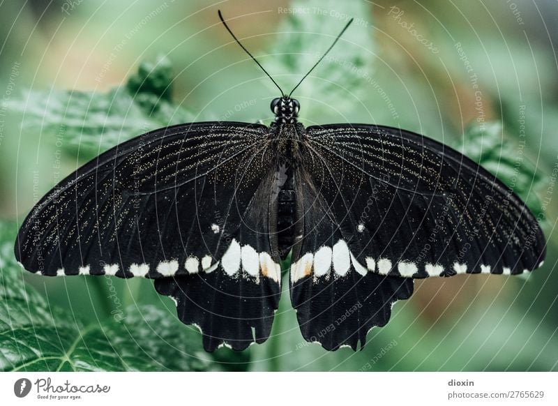 Scmetterling in black/white Environment Nature Animal Virgin forest Butterfly Insect 1 Exotic Small Easy Ease Delicate Colour photo Close-up