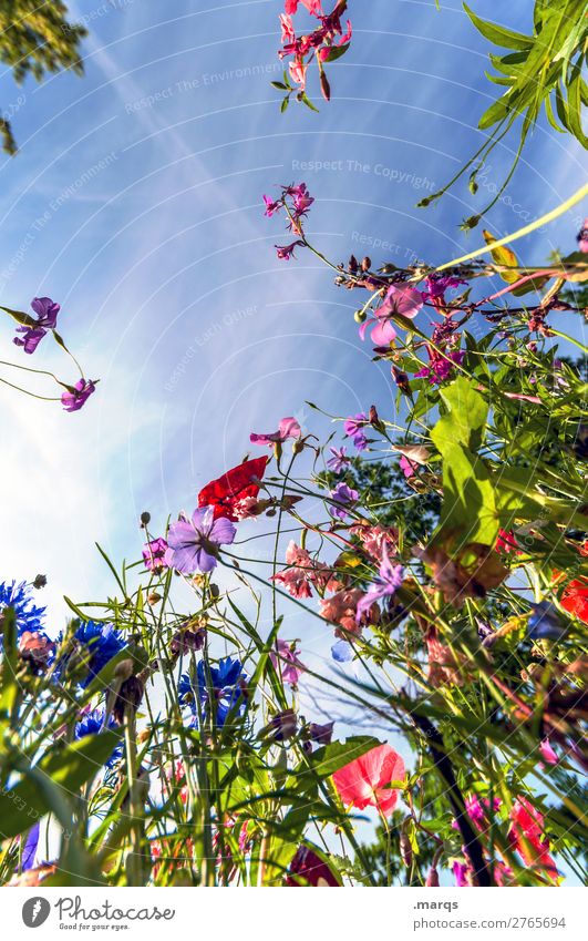 breakup Nature Plant Cloudless sky Flower Wild plant Meadow flower Blossoming Fragrance Sustainability Beautiful Multicoloured Spring fever Perspective Skyward