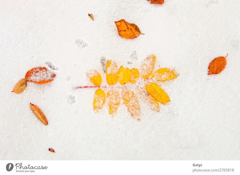 Yellow leaves on a blanket of snow Beautiful Winter Snow Nature Plant Autumn Weather Tree Leaf Old Cool (slang) Bright Brown Red White Death Colour Snowflake