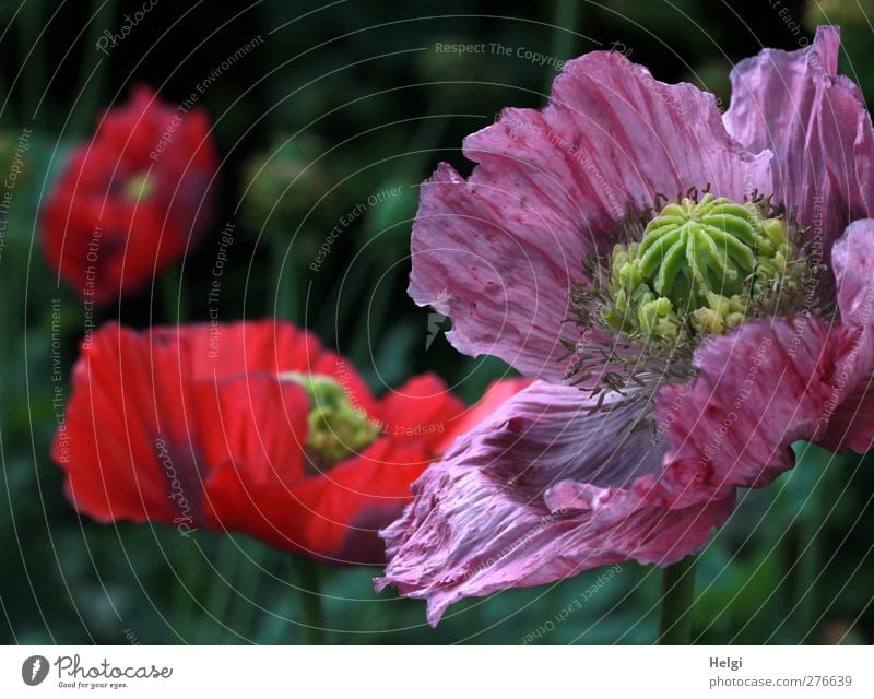 opium poppy blossoms Environment Nature Plant Summer Beautiful weather Flower Blossom Poppy Poppy blossom Opium poppy Garden Blossoming Growth Esthetic