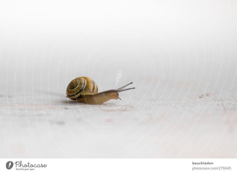 snail Nature Animal Wild animal Snail 1 Slimy Yellow Crumpet Colour photo Exterior shot Copy Space right Neutral Background Day Sunlight High-key