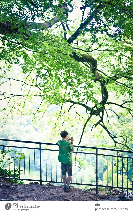 young photographer Human being Masculine Boy (child) Back 1 8 - 13 years Child Infancy Nature Beautiful weather Tree Branch Twigs and branches Leaf Forest Rock