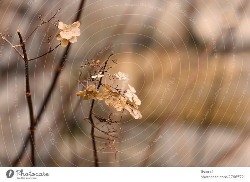 winter flowers Nature - a Royalty Free Stock Photo from Photocase
