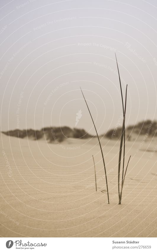 Silence in the wind. Elements Autumn Drought Plant Waves Beach Desert Oasis Threat Dune Beach dune Spiekeroog Undulation Sand Sandy beach Marram grass