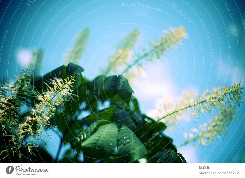 Constantly inflorescences Environment Nature Plant Drops of water Sky Sunlight Summer Beautiful weather Leaf Blossom Garden Park Meadow Retro Blue Green