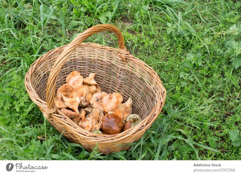 Wicker basket full of different mushrooms Basket Mushroom Pick Seasons assortment Forest Harvest Natural Edible Summer Healthy Fresh Food Autumn wicker Nature