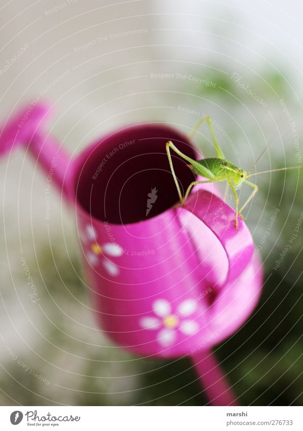 new roommate Animal 1 Green Pink Locust Small Smooth Watering can Interior shot Feeler Insect Disgust Decoration Discover Colour photo Detail