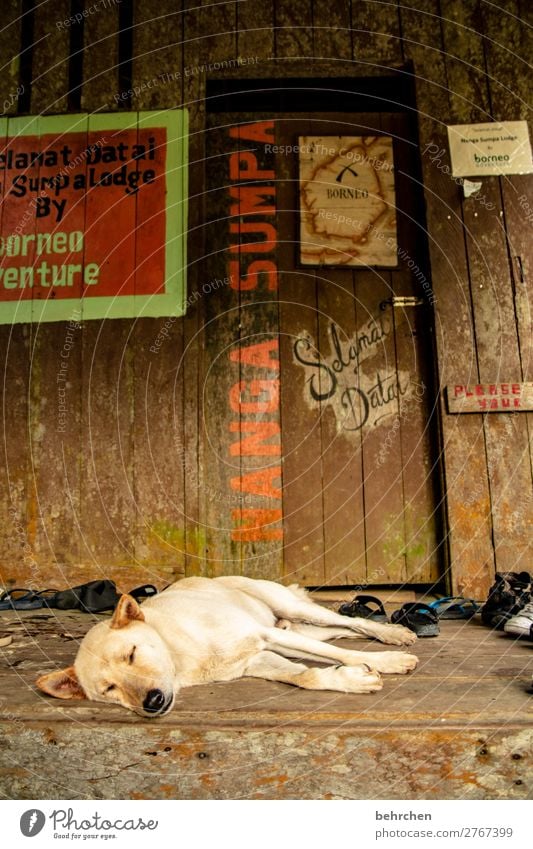 watchdog Vacation & Travel Tourism Trip Adventure Far-off places Freedom Pet Dog Animal face Pelt Relaxation Sleep Beautiful Malaya Borneo Iban Fatigue