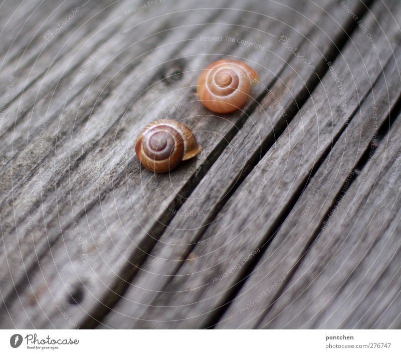 Two snail shells lie on decayed wood. Pair, dear, two Couple 2 Human being Animal Crumpet Pair of animals Love Lie Attachment Wood grain Snail shell Weathered