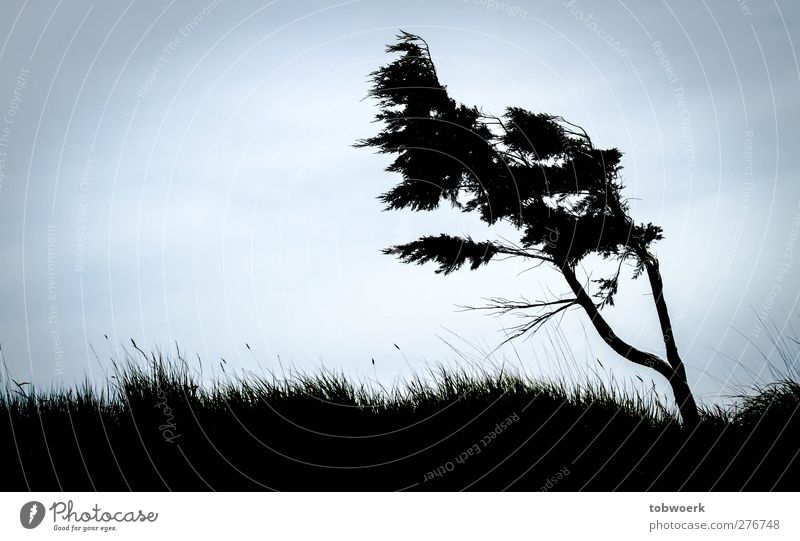 Tree, drawn by wind Nature Plant Sky Wind Gale Grass Bushes Meadow Hill Movement Stand Cold Blue Black Moody Bravery Power Might Flexible Unwavering Humble