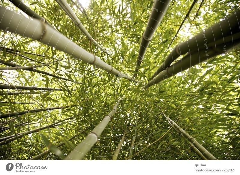 high up Plant Tree Wild plant Exotic Bamboo Bamboo stick Virgin forest Gigantic Green Power Adventure Symmetry Environment Growth Target Colour photo