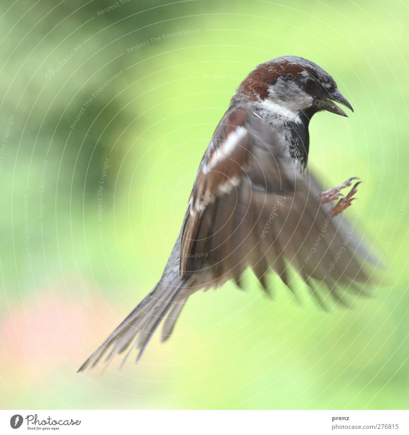 sparrow Environment Nature Animal Wild animal Bird Wing 1 Gray Green Sparrow Flying Floating Colour photo Exterior shot Deserted Copy Space left Day