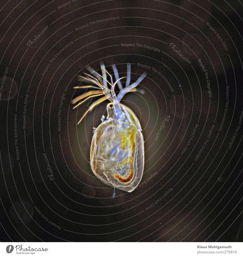 Water flea, daphnia lights up in dark field under microscope Drops of water Pond Animal face 1 Microscope Swimming & Bathing Fantastic Blue Brown Yellow Black