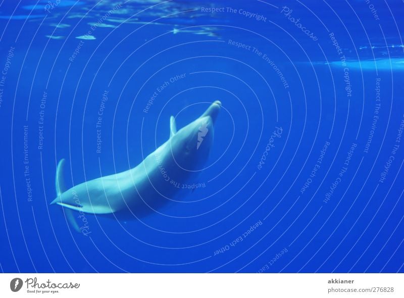 More beautiful in freedom! Environment Nature Animal Elements Water Wild animal 1 Elegant Bright Wet Natural Blue Dolphin Float in the water Fin Colour photo