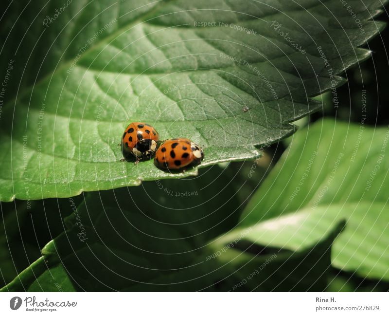 Stay with me. Summer Plant Leaf Ladybird Insect 2 Animal Pair of animals Touch Movement Natural Cute Green Orange Emotions Sympathy Together Love Colour photo