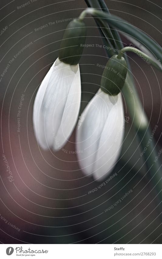 SPRING MESSENGERS Snowdrop spring flowers spring awakening heralds of spring Spring flowering plant spring feeling delicate blossoms March March Flowers