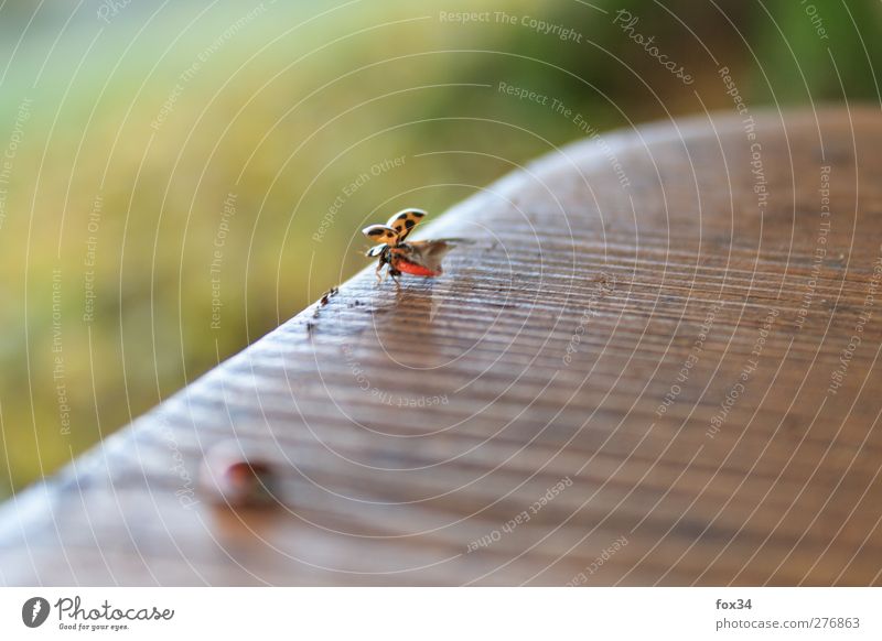 departure Nature Animal Beetle 1 Wood Flying Cute Green Orange Red Happy Happiness Idyll Cape Departure Colour photo Multicoloured Exterior shot Close-up Detail
