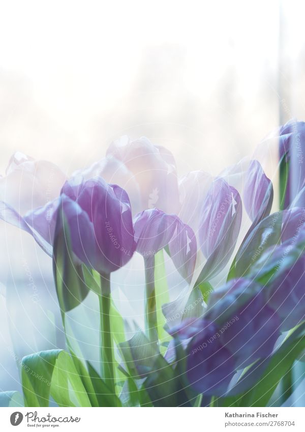 Tulips purple Art Nature Plant Spring Summer Autumn Winter Flower Leaf Blossom Bouquet Blossoming Illuminate Fragrance Beautiful Blue Green Violet Painted
