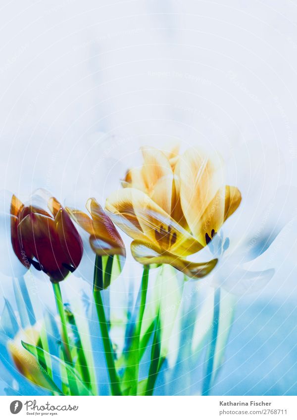 Tulips flowers picturesque Art Work of art Nature Plant Spring Summer Autumn Winter Flower Leaf Blossom Bouquet Blossoming Illuminate Blue Multicoloured Yellow