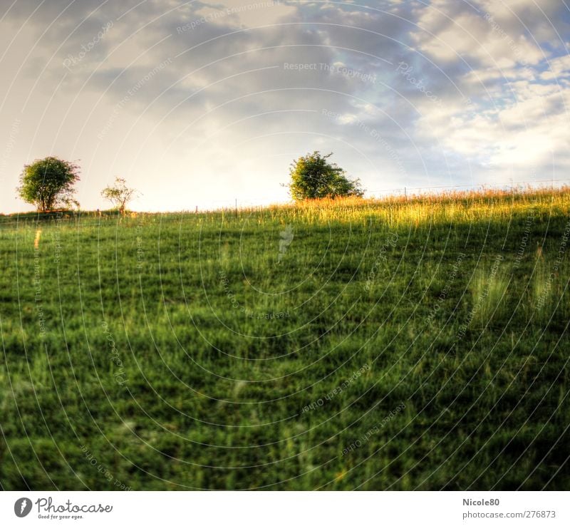 meadow Environment Sky Summer Meadow Field Green HDR Colour photo Exterior shot Deserted Copy Space top Copy Space bottom Day