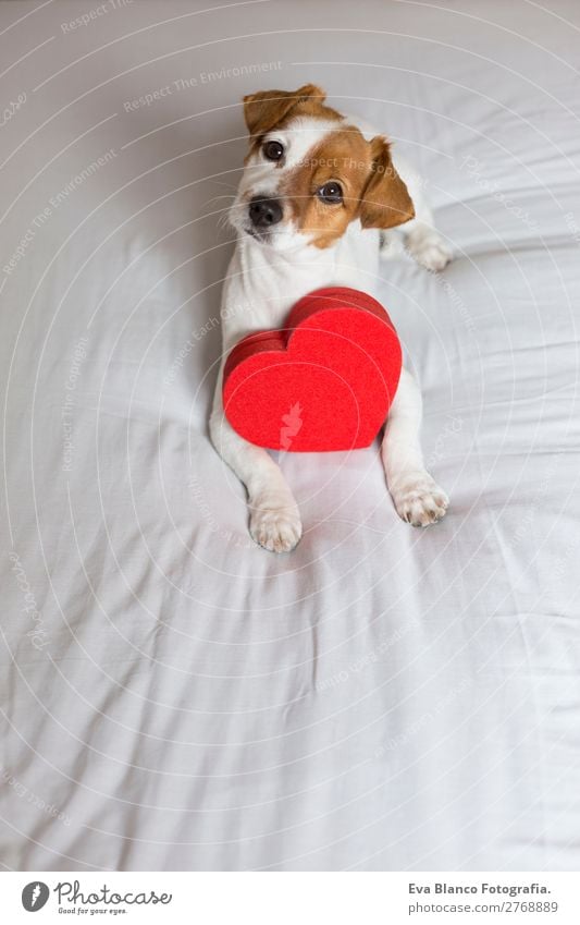 cute young small dog sitting on bed with a red heart Lifestyle Leisure and hobbies House (Residential Structure) Bed Room Feasts & Celebrations Valentine's Day