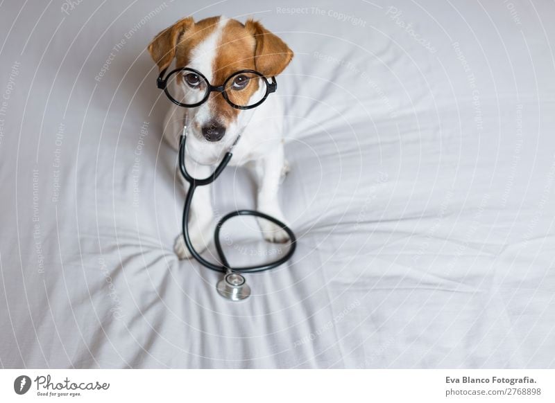 Portrait of a cute doctor dog sitting on bed. Healthy Health care Medical treatment Nursing Illness Medication Leisure and hobbies Profession Doctor Hospital