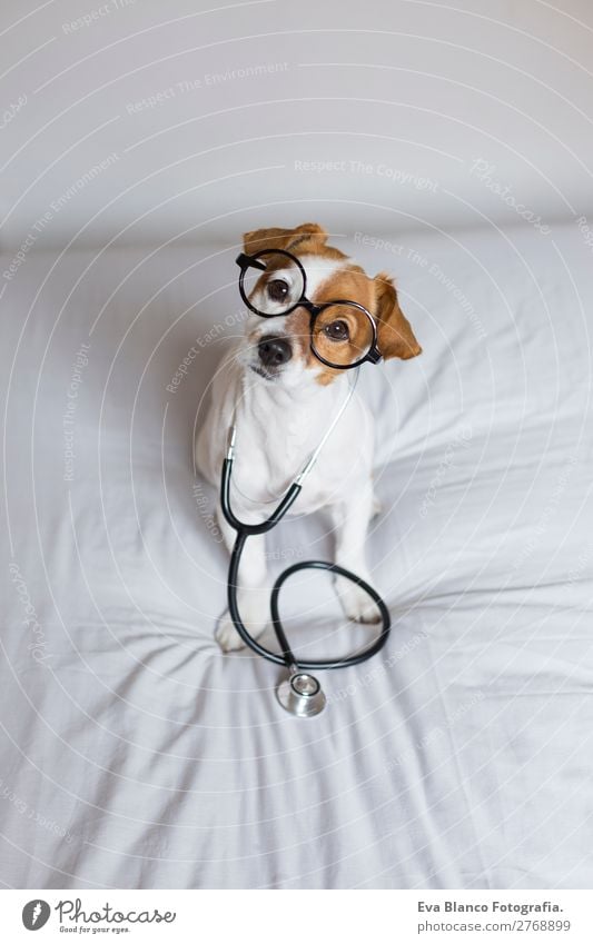 Portrait of a cute doctor dog sitting on bed Lifestyle Healthy Health care Medical treatment Nursing Illness Medication Leisure and hobbies