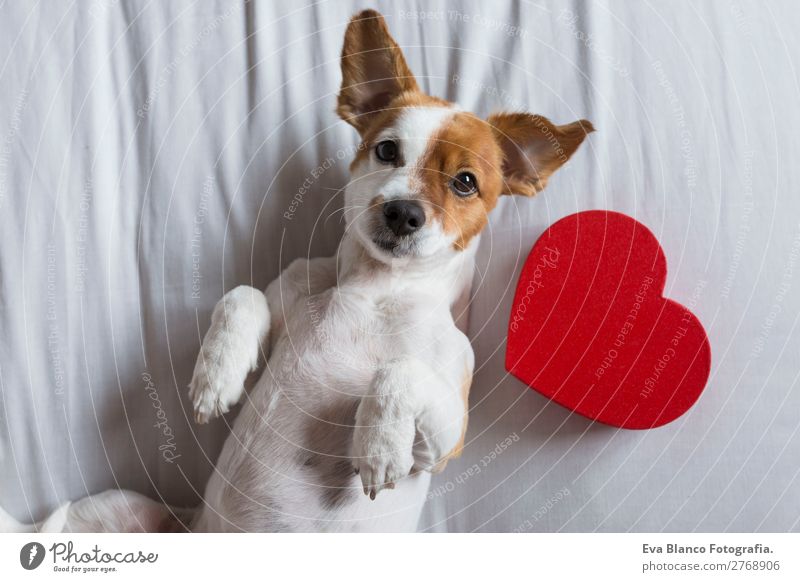 cute young small dog sitting on bed with a red heart. Lifestyle Happy Leisure and hobbies House (Residential Structure) Bed Feasts & Celebrations