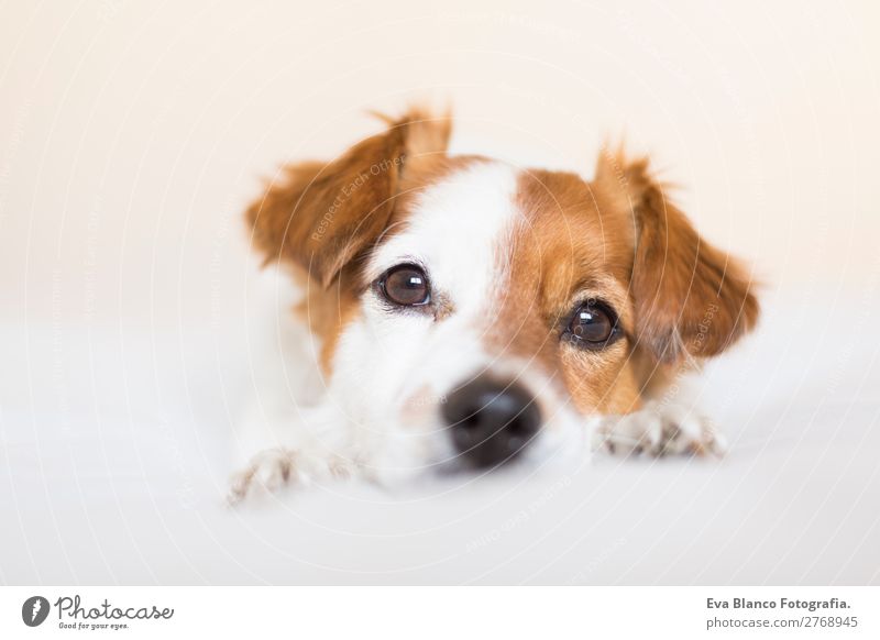 portrait of a cute dog on bed Lifestyle Leisure and hobbies Living or residing Bed Room House (Residential Structure) Animal Pet Dog 1 Think To enjoy Lie