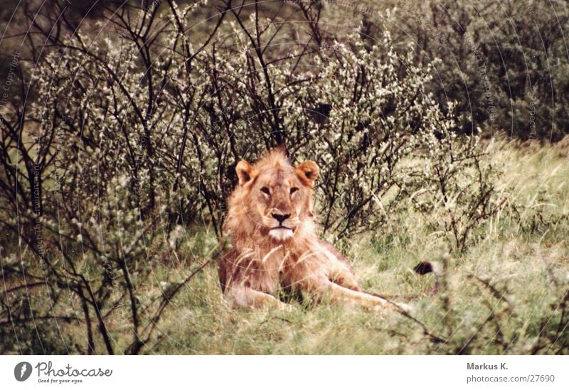 The King Lion Africa Mane Land-based carnivore Cat Namibia Claw Hunter Wild animal big cat furrowed Respect