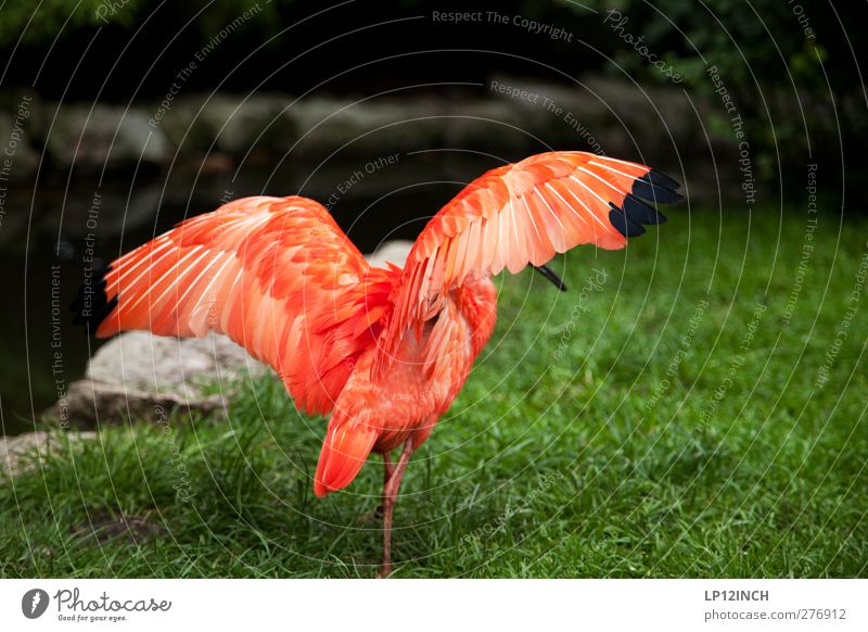 "Tolerated" migration Vacation & Travel Summer Animal Wild animal Bird Wing 1 Feeding Esthetic Exotic Far-off places Beautiful Red Colour photo Exterior shot