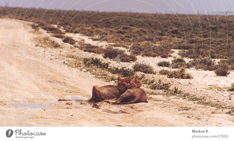 In the peace lies the strength Lion Pack Lioness Claw Hunter Land-based carnivore Cat Namibia Africa Break Fatigue Full big cat Wild animal Exhaustion
