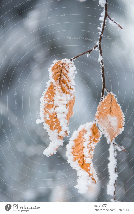chill Environment Nature Winter Climate Ice Frost Snow Plant Tree Leaf Twigs and branches Beech leaf Forest Cold Calm Hoar frost Colour photo Exterior shot