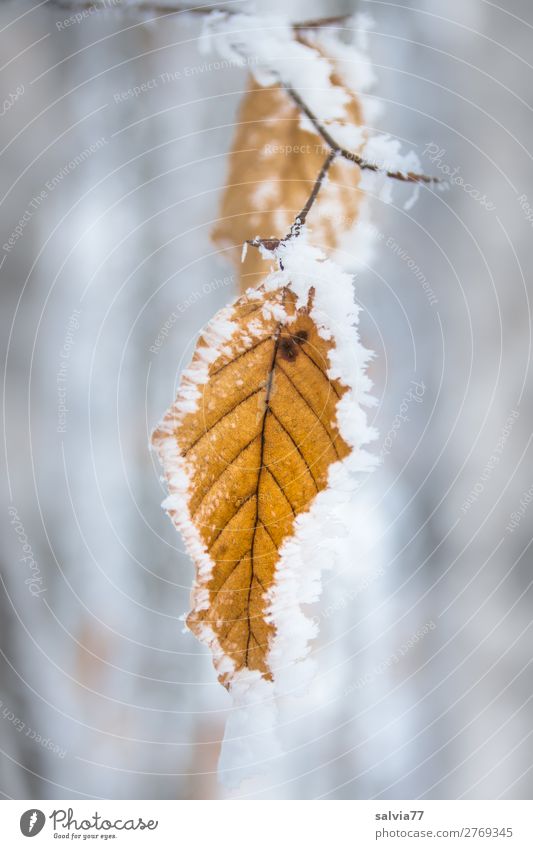 Ice Age | framed Environment Autumn Winter Frost Plant Tree Leaf Twig Beech leaf Forest Fresh Calm Hoar frost Colour photo Exterior shot