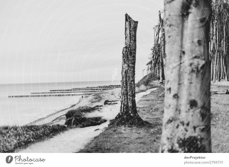 Ghost forest in Nienhagen Central perspective Contrast Light Day Copy Space middle Copy Space bottom Copy Space left Copy Space right Copy Space top Deserted
